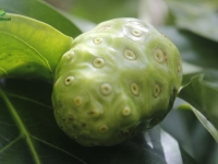 Các Tác hại của Trái Nhàu nếu dùng không đúng cách