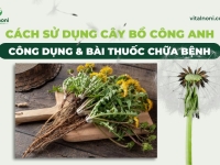 Cách Sử Dụng Cây Bồ Công Anh: Công Dụng & Bài Thuốc Chữa Bệnh