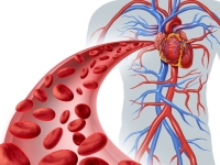 Cabin detox hỗ trợ tuần hoàn máu như thế nào?