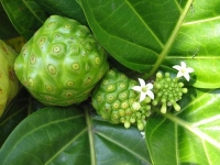 Công Dụng Của Trái Nhàu: Sự Thật Khoa Học Về Loại Quả “Xấu Xí” Tốt Cho Sức Khỏe