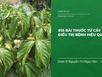 #10 Bài Thuốc từ cây Nhàu điều trị Bệnh hiệu quả