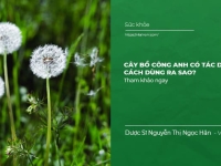 Cây Bồ Công Anh có tác dụng gì đối với Sức Khỏe? Cách dùng ra sao?