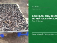 Cách làm Trái Nhàu Khô tại nhà mà ai cũng làm được