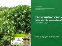 Cách trồng cây nhàu, chăm sóc cây nhàu đúng kỹ thuật