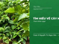 Tìm hiểu về cây Nhàu (Noni)