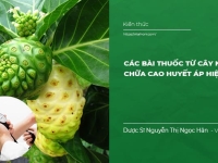 Các bài thuốc từ cây Nhàu, nước cốt nhàu trị Cao Huyết Áp