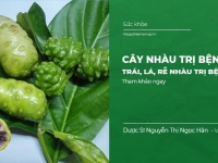 Cây nhàu trị bệnh gì? Trái, Lá, Rễ Nhàu trị bệnh gì?