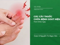 Các cây thuốc chữa bệnh Gout hiệu quả