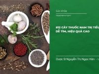 Các cây thuốc Nam trị tiểu đường dễ tìm, hiệu quả cao