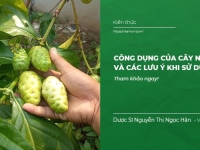Công dụng của cây Nhàu và các lưu ý khi sử dụng