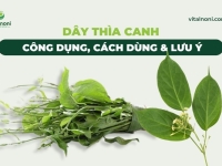 Dây Thìa Canh: Công Dụng, Cách Dùng & Lưu Ý 2025