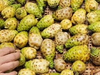 Noni có mùi nồng vì sao? 7 cách uống trái nhàu dễ chịu mà vẫn giữ thói quen