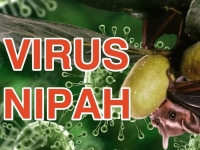 Virus Nipah là gì? Nguồn gốc, mức độ nguy hiểm và cách phòng tránh