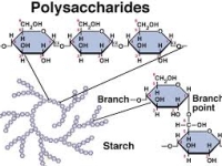 Polysaccharide là gì và có công dụng gì với sức khỏe?