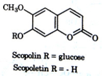 Scopoletine trong trái nhàu là gì và có công dụng gì với sức khỏe?