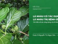 Lá Nhàu có tác dụng gì? Lá Nhàu trị bệnh gì?