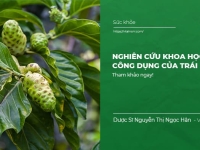 Nghiên cứu khoa học về công dụng của Trái Nhàu