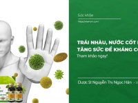 Trái nhàu, nước cốt nhàu Tăng sức đề kháng hệ miễn dịch