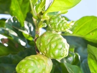 Nguồn gốc cây nhàu: từ đảo Tahiti xa xưa đến “thần dược” nổi tiếng khắp thế giới