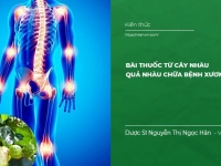 Bài thuốc từ Cây Nhàu, Quả Nhàu chữa bệnh Xương Khớp