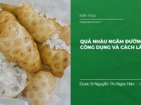 Quả Nhàu ngâm đường Phèn: Công dụng, cách làm, cách sử dụng