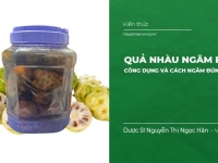 Quả nhàu Ngâm Rượu: Công dụng và cách ngâm đúng chuẩn