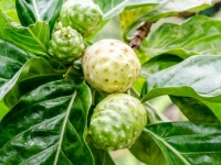 Vì sao trái Nhàu có thể tự bảo quản mà không cần chất bảo quản?