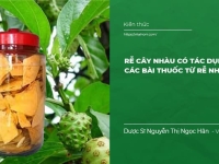 Rễ Cây Nhàu có tác dụng gì? Các bài thuốc từ Rễ Nhàu