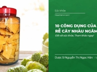 10 công dụng Rễ cây Nhàu ngâm rượu đối với sức khỏe
