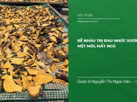 Rễ nhàu trị Đau Nhức Xương Khớp, Mệt Mỏi