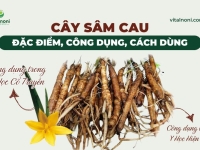 Cây Sâm Cau: Đặc Điểm, Công Dụng, Cách Dùng