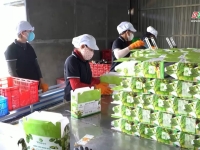 Đài TH Bà Rịa Vũng Tàu đưa tin về Nước cốt nhàu Vital trong chương trình Nhà nông hội nhập 20/2/2024