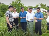 Video giới thiệu về Vital Noni - Vitalnoni.com