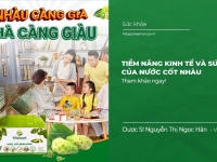 Tiềm Năng Kinh Tế và Sức Khỏe của Nước Cốt Nhàu