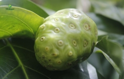 Các Tác hại của Trái Nhàu nếu dùng không đúng cách