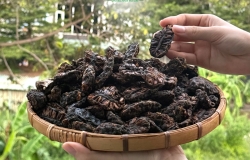 Trái nhàu phơi khô đun nước uống có tác dụng gì? 