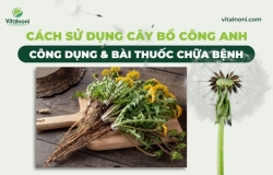 Cách Sử Dụng Cây Bồ Công Anh: Công Dụng & Bài Thuốc Chữa Bệnh