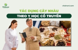 Tác dụng Cây Nhàu theo Y học cổ truyền: Quả, Lá, Rễ trị bệnh gì?