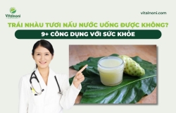 Trái nhàu tươi nấu nước uống được không? 9+ Công Dụng với sức khỏe