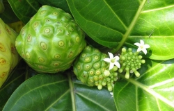 Công Dụng Của Trái Nhàu: Sự Thật Khoa Học Về Loại Quả “Xấu Xí” Tốt Cho Sức Khỏe