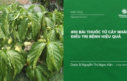 #10 Bài Thuốc từ cây Nhàu điều trị Bệnh hiệu quả