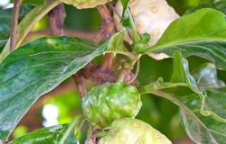 Nước cốt nhàu là gì? Công dụng và cách dùng nước cốt nhàu Vitalnoni cho người tiểu đường, huyết áp