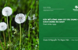 Cây Bồ Công Anh có tác dụng gì đối với Sức Khỏe? Cách dùng ra sao?