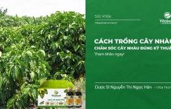 Cách trồng cây nhàu, chăm sóc cây nhàu đúng kỹ thuật