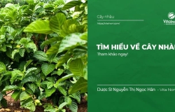 Tìm hiểu về cây Nhàu (Noni)