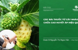 Các bài thuốc từ cây Nhàu, nước cốt nhàu trị Cao Huyết Áp