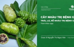 Cây nhàu trị bệnh gì? Trái, Lá, Rễ Nhàu trị bệnh gì?