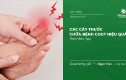 Các cây thuốc chữa bệnh Gout hiệu quả