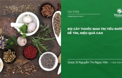Các cây thuốc Nam trị tiểu đường dễ tìm, hiệu quả cao