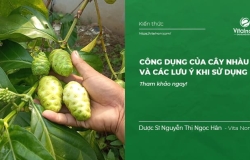 Công dụng của cây Nhàu và các lưu ý khi sử dụng